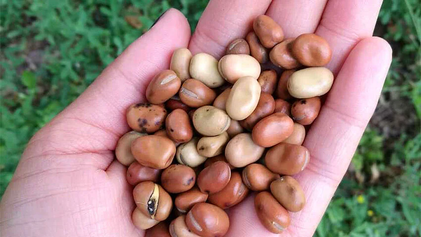 Hand mit Ackerbohnen