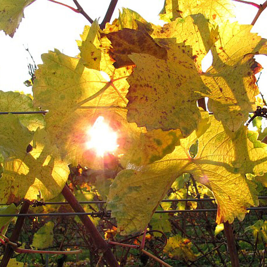 ResWein - Verbesserung der Ressourceneffizienz im Weinbau ResWein - Verbesserung der Ressourceneffizienz im Weinbau