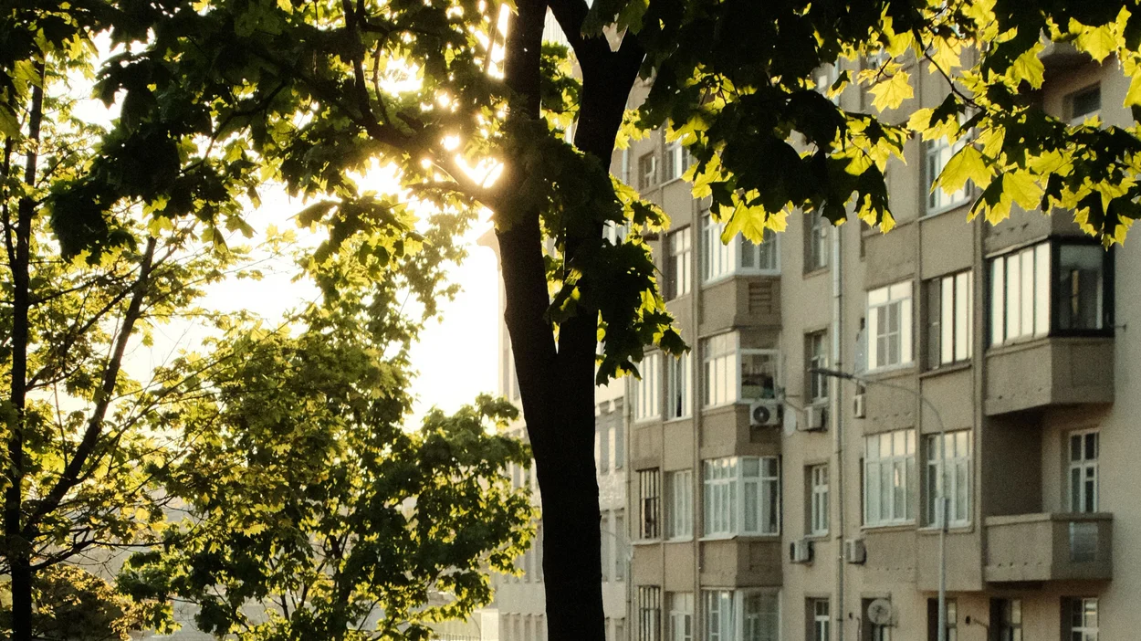 Ein Baum vor einem Wohnhaus in der Stadt