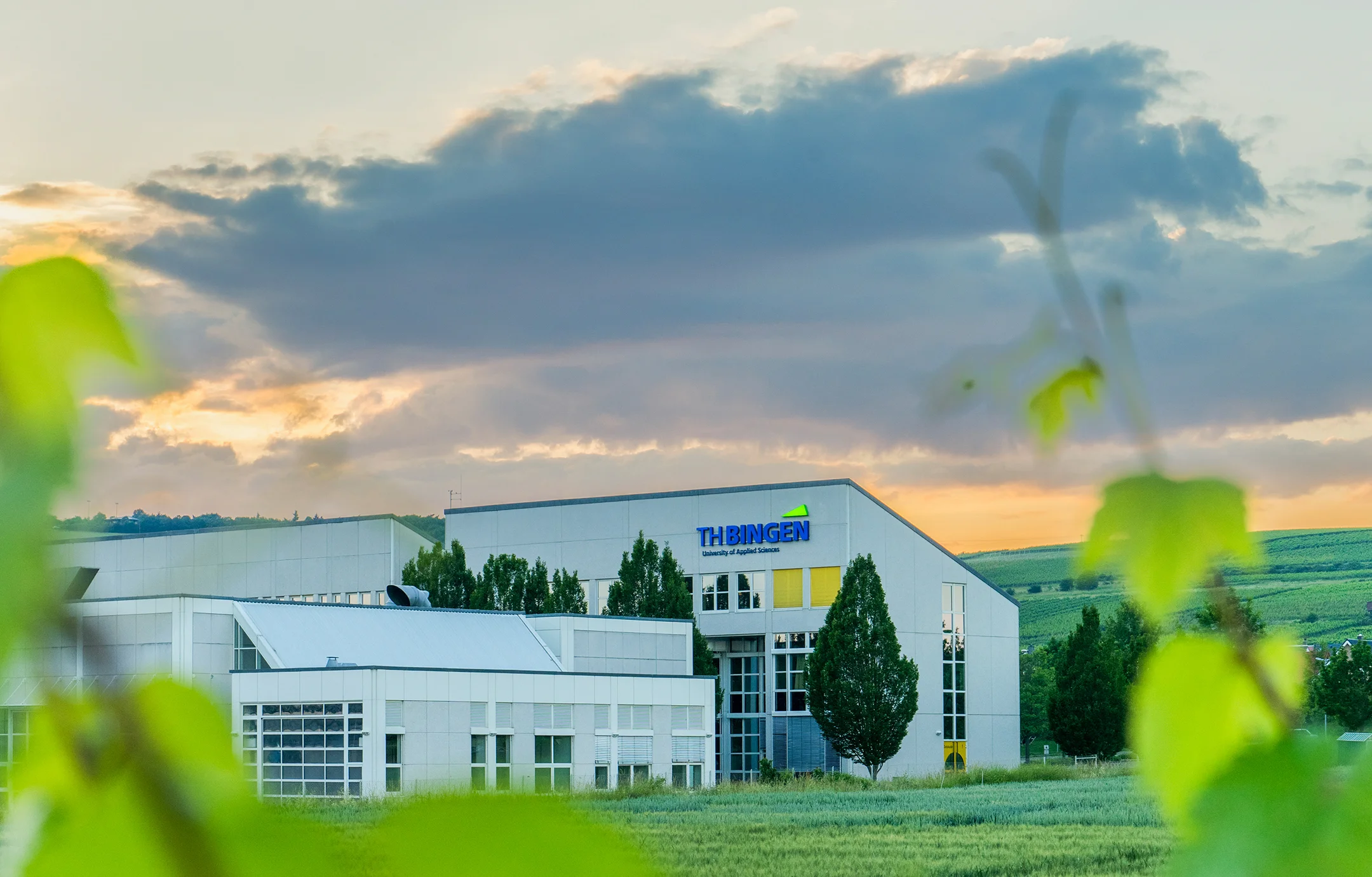 TH Bingen im Hintergrund, vorne unscharfe grüne Blätter