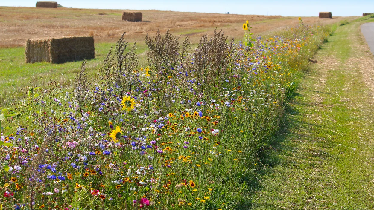 Ein Feld mit Wildblumenwiese im Vordergrund, hinten eine Wiesenfläche und Heuballen.
