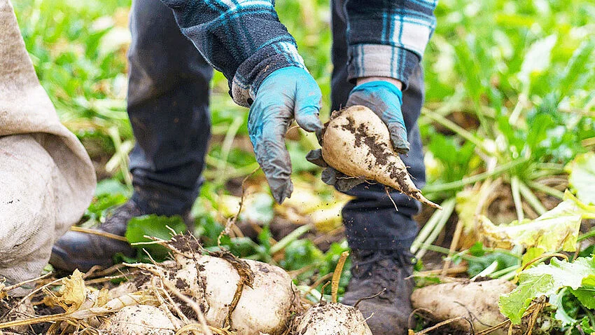 Rübenernte - Ökologische Lebensmittelproduktion