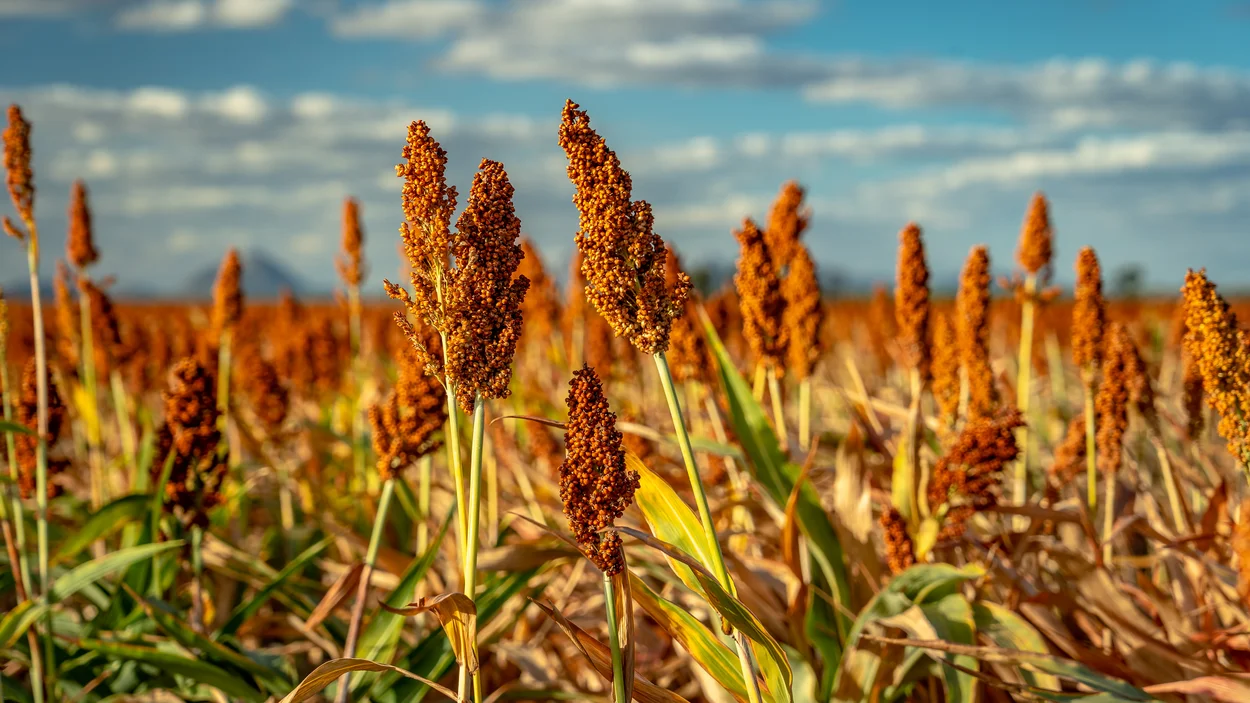 Nahaufnahme einer Ackerfrucht im abendlichen Sonnenlicht