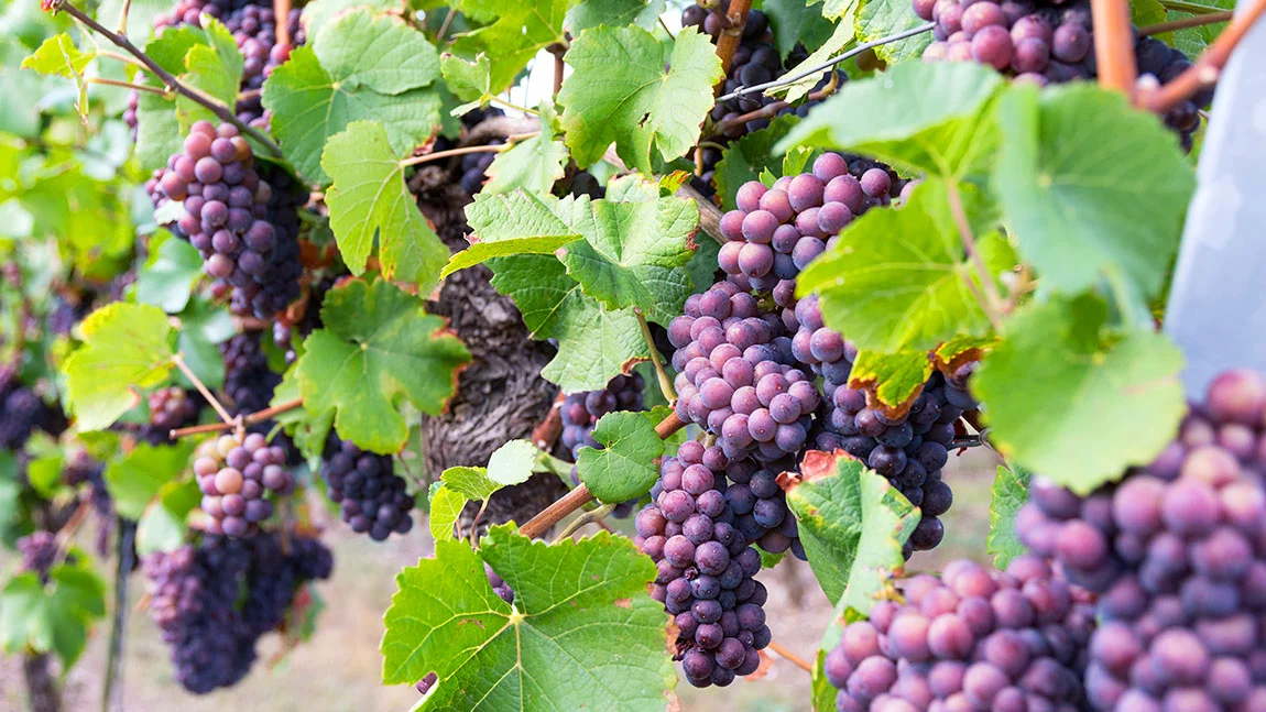 Projektbild mit Weinrebe und roten Trauben