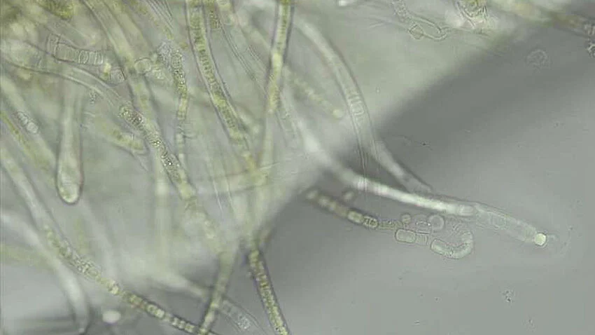 Lichtmikroskopische Aufnahme von Calothrix desertica bei 400x Vergrößerung 