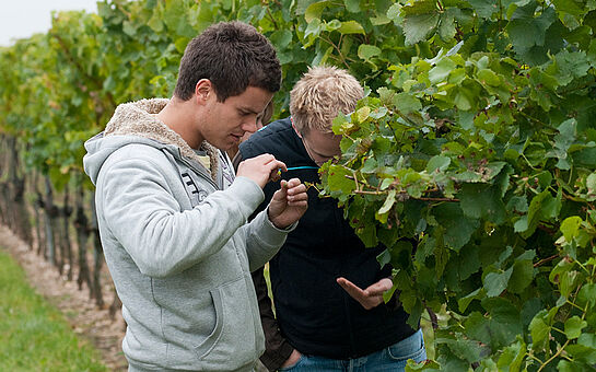 Studiengangsflyer Bachelor Weinbau und Oenologie AIS