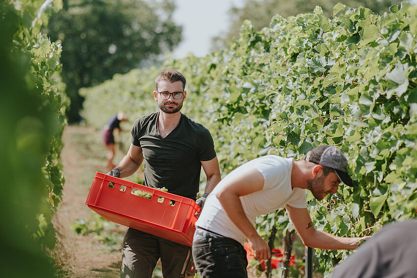 Infomöglichkeit für Masterstudiengänge Weinbau und Oenologie sowie Wine, Sustainability & Sales Infomöglichkeit für Masterstudiengänge Weinbau und Oenologie sowie Wine, Sustainability & Sales