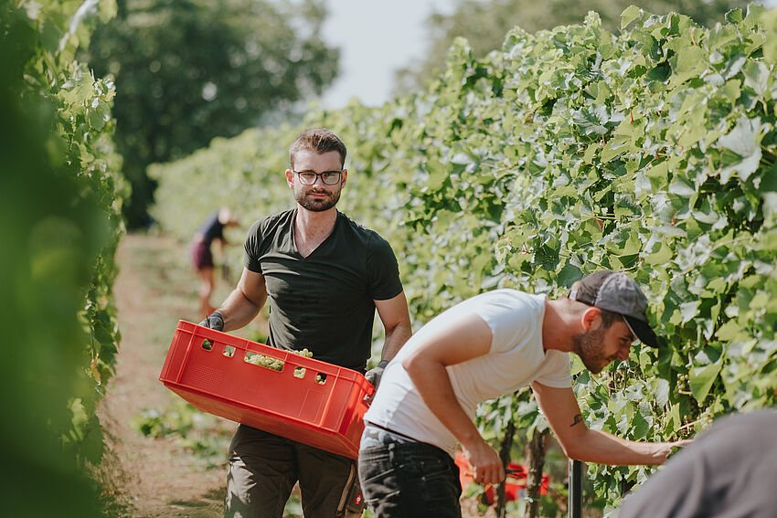 Infomöglichkeit für Masterstudiengänge Weinbau und Oenologie sowie Wine, Sustainability & Sales