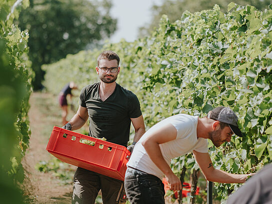 Infomöglichkeit für Masterstudiengänge Weinbau und Oenologie sowie Wine, Sustainability & Sales