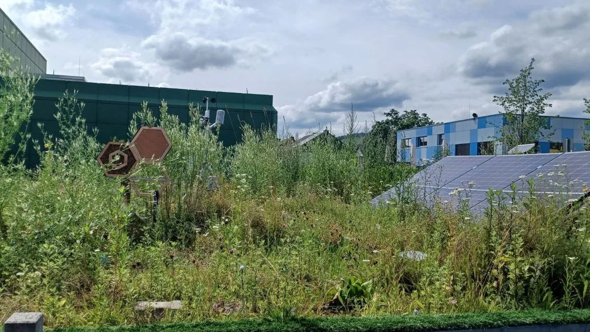 Modell eines Flachdachs mit grüner und blühender Bepflanzung, Insektenhotel und Solarpaneelen