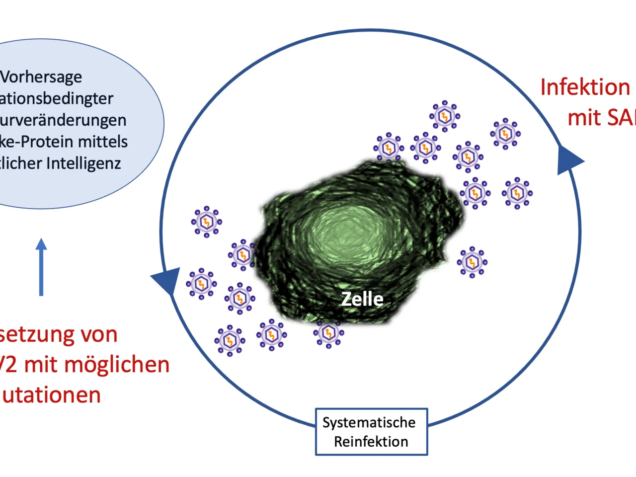 Infektion von Zellen mit SARS-CoV2