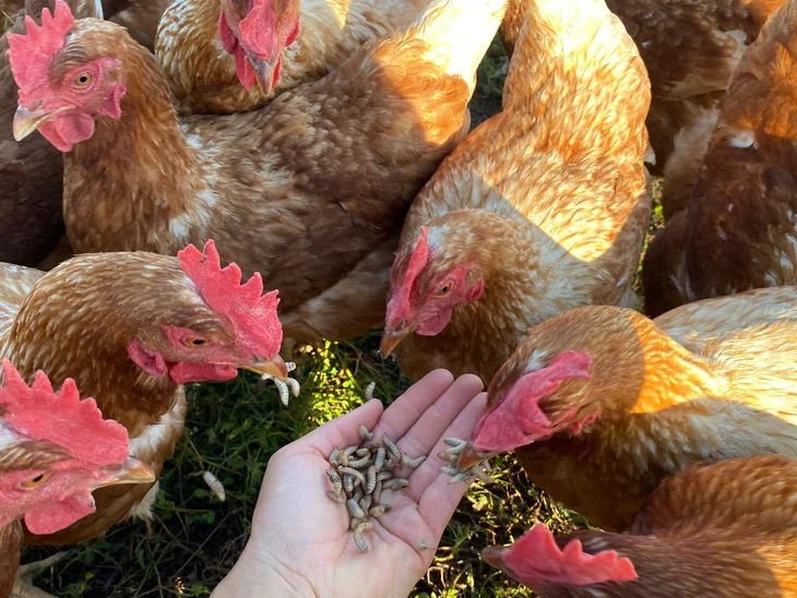 Hühner fressen Larven der BSF