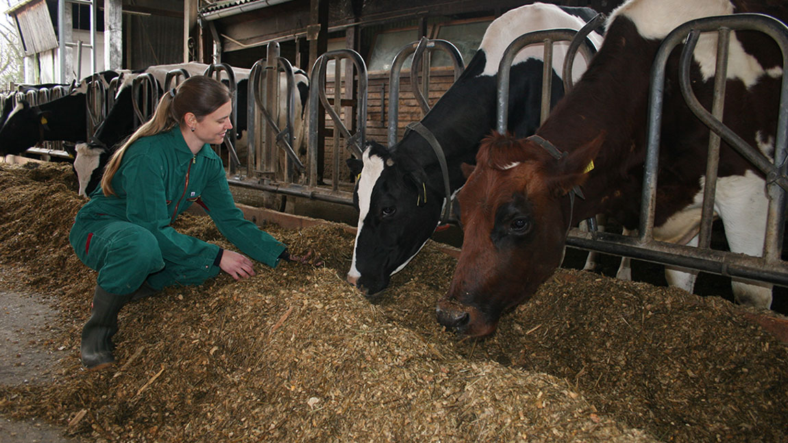 Kühe im Kuhstall werden von Mitarbeiterin des St. Wendelinhof gefüttert  
